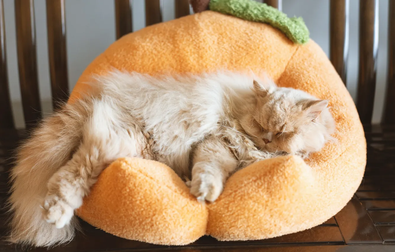 Photo wallpaper cat, pose, lies, Persian, chubby, bench, peach, comfort