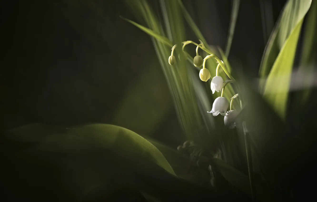 Photo wallpaper leaves, macro, spring, Lily of the valley