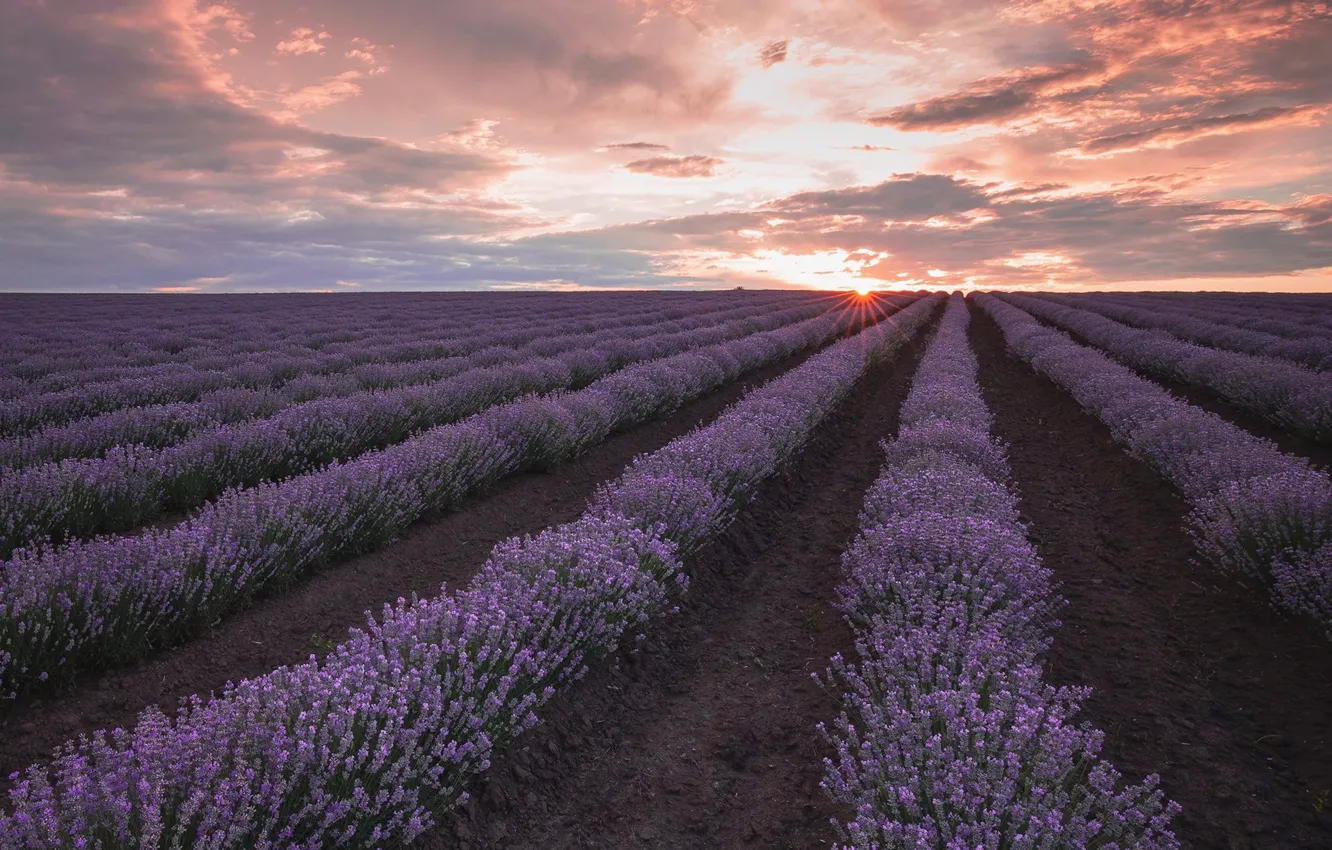 Photo wallpaper flowers, lavender, lavender field