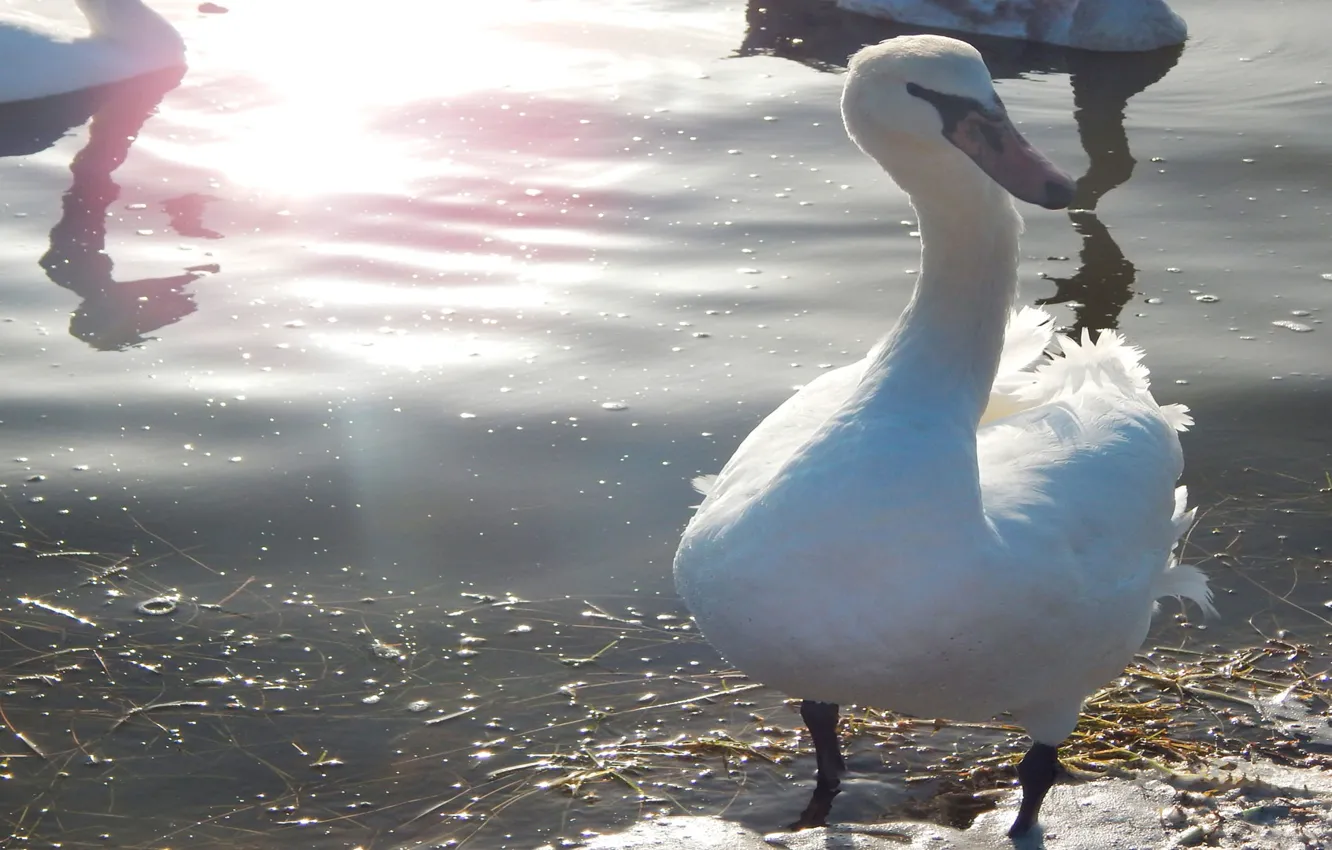 Photo wallpaper water, lake, swans
