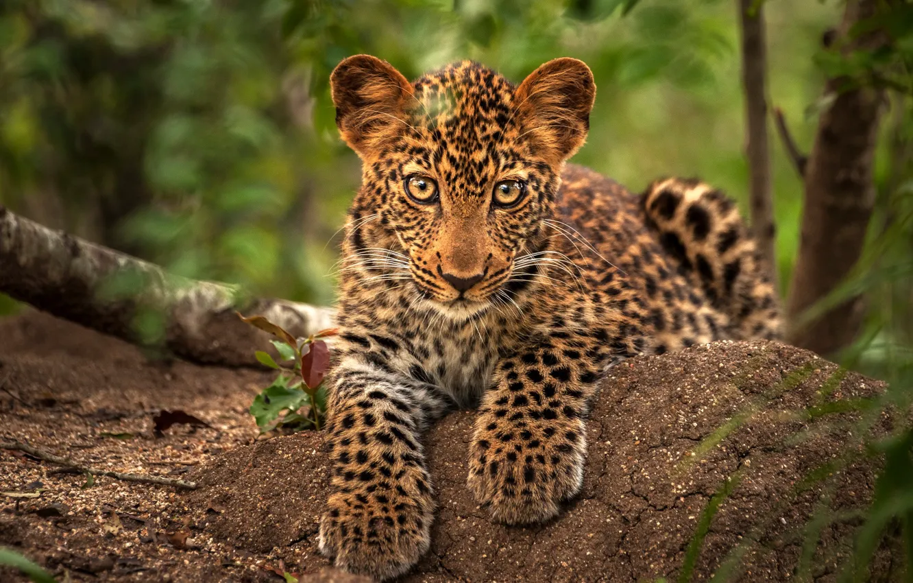 Photo wallpaper look, leaves, branches, portrait, paws, baby, leopard, lies
