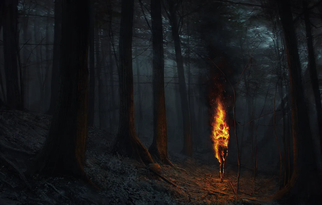 Photo wallpaper forest, night, lights, flame