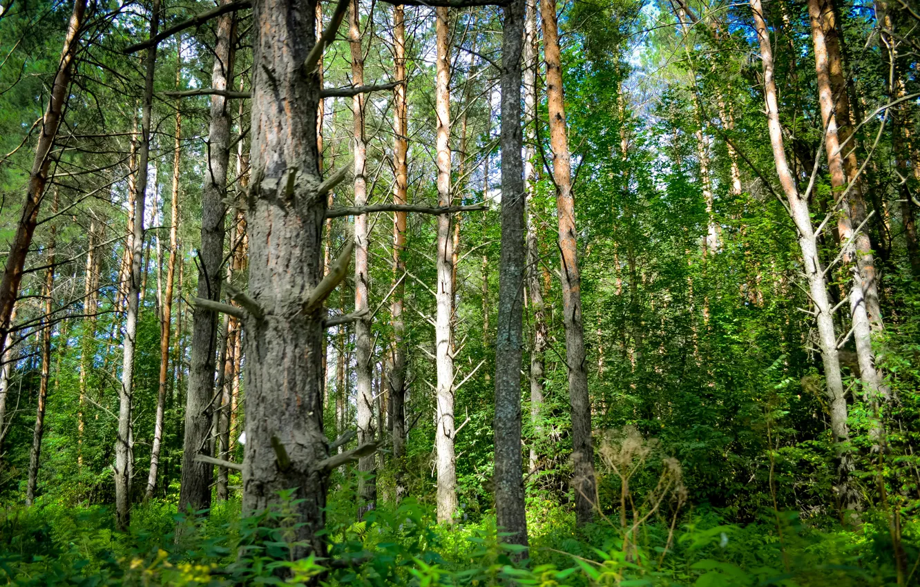 Photo wallpaper greens, forest, summer, taiga, Siberia