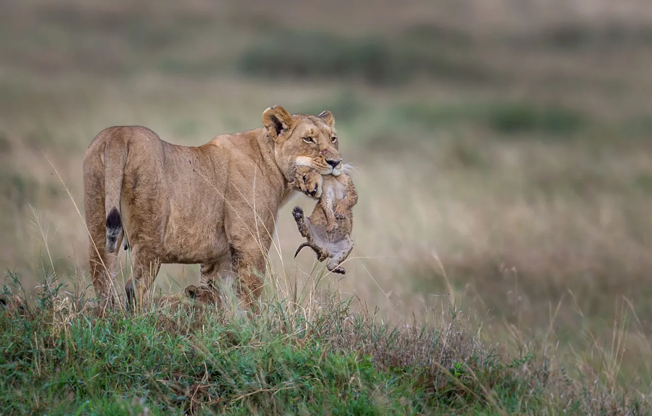 Photo wallpaper lioness, lion, wildlife