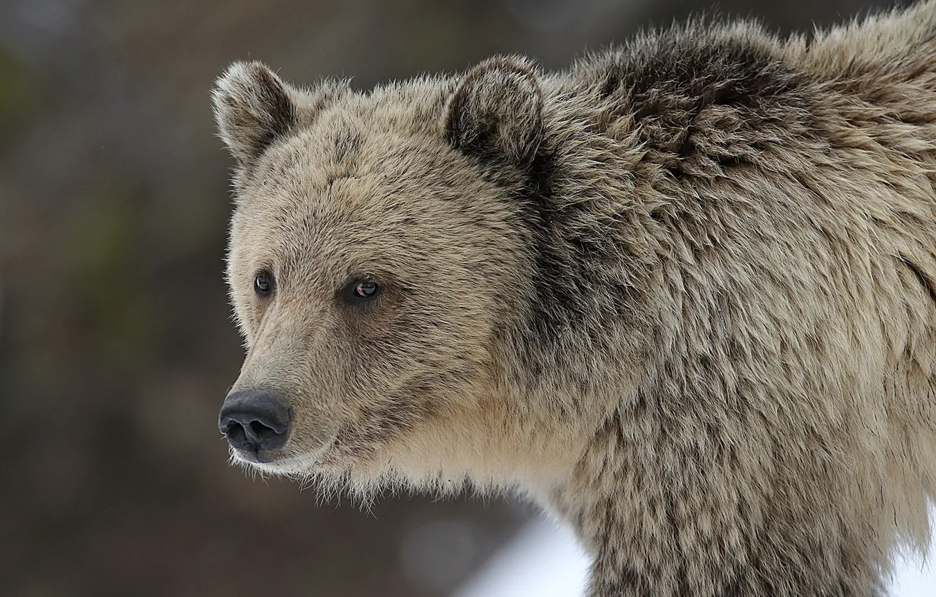 Photo wallpaper look, face, bear, grizzly
