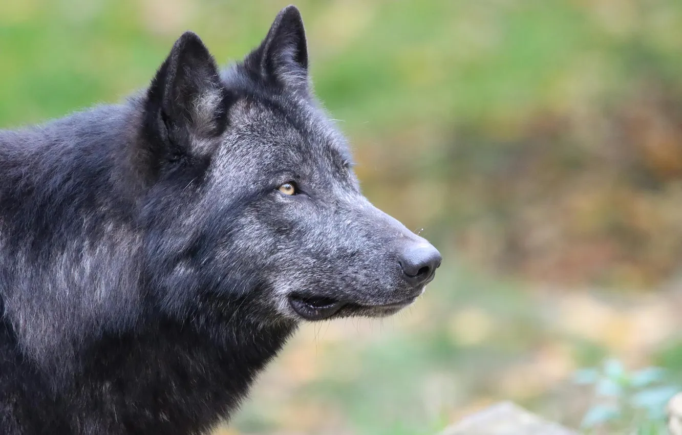Photo wallpaper nature, Gray Wolf, face, animal, wolf, canis lupus, wildlife, head