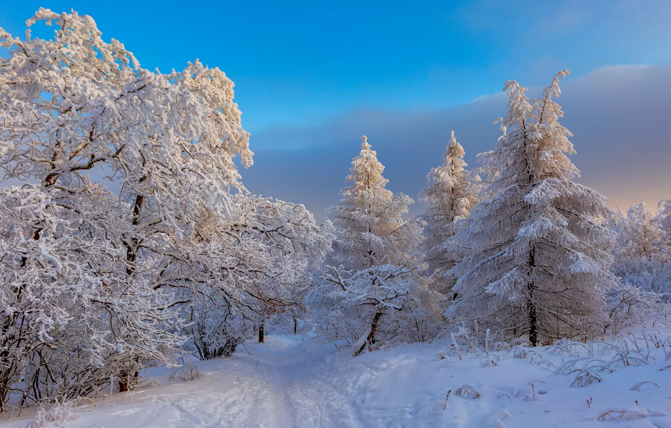 Photo wallpaper winter, the sky, snow, trees, the snow, path, the beauty of nature, Podosinnikov Maxim