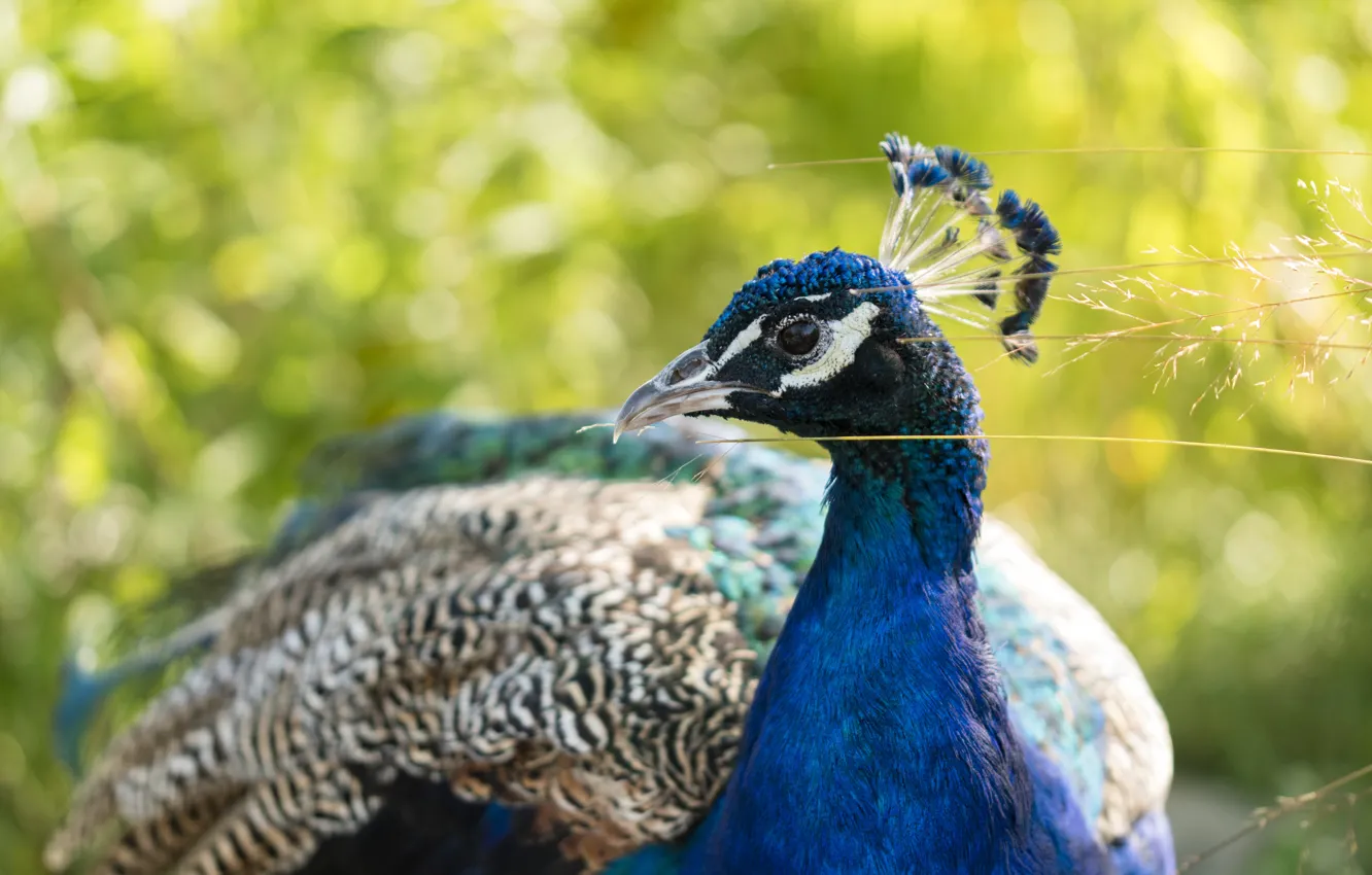 Photo wallpaper look, bird, portrait, peacock, a blade of grass, bokeh