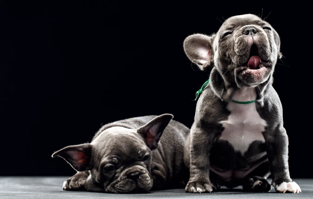 Photo wallpaper dogs, background, puppies, kids, French bulldog, Sergey Sorokin
