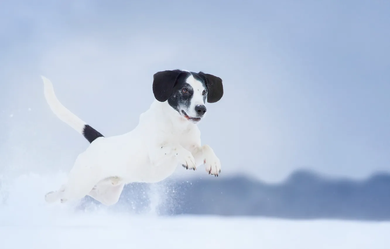 Photo wallpaper winter, look, each, dog