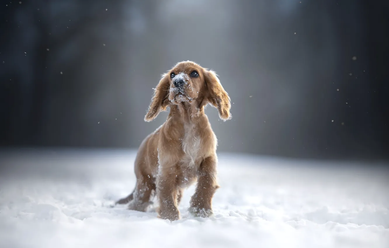 Photo wallpaper winter, snow, nature, Park, glade, dog, baby, the snow