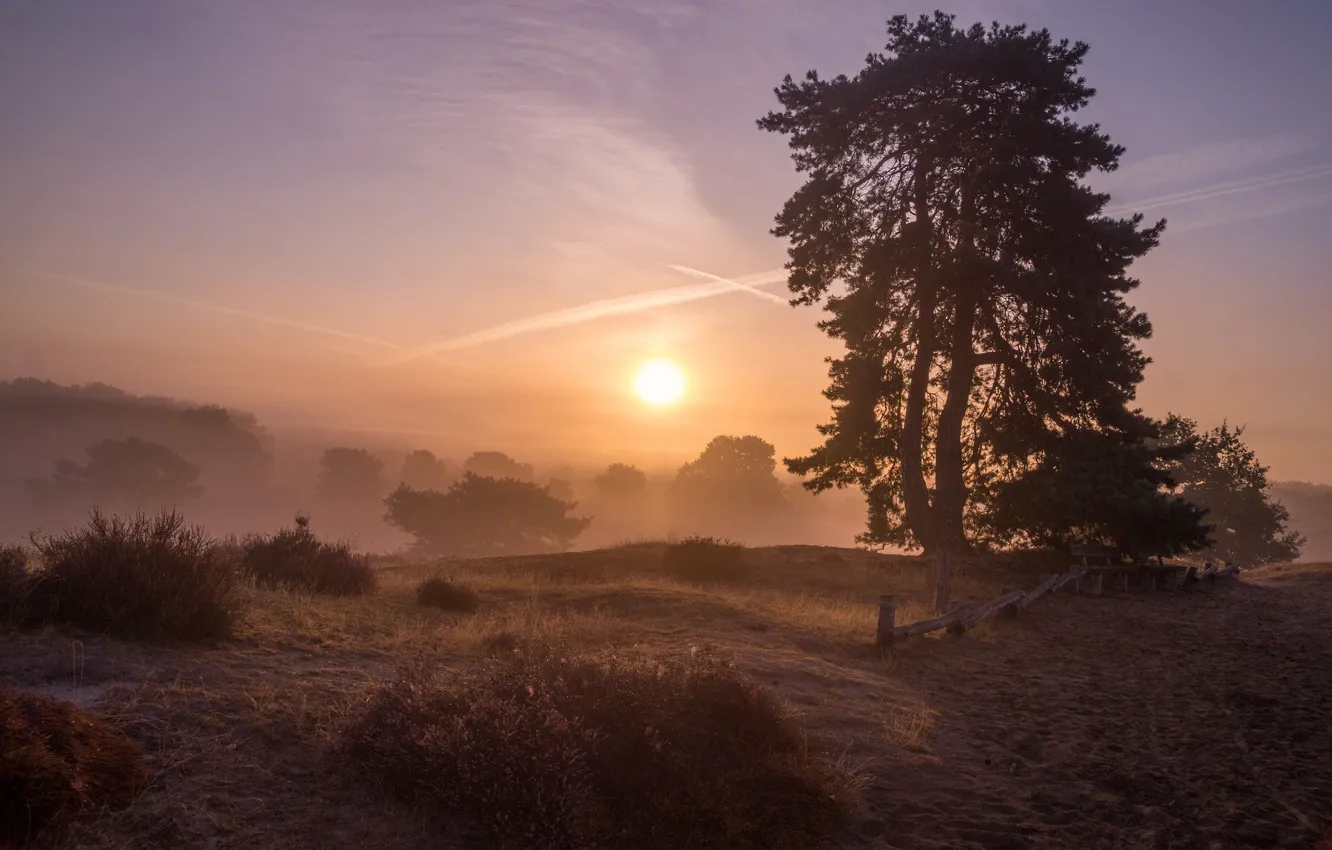 Photo wallpaper field, trees, sunset, fog, hills, pine