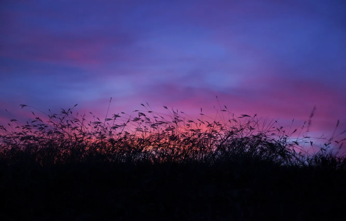 Photo wallpaper field, the sky, clouds, twilight, tall grass