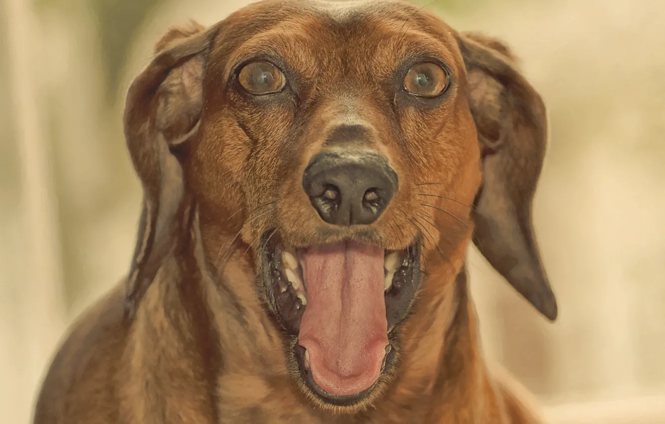 Photo wallpaper language, face, dog, mouth, Dachshund