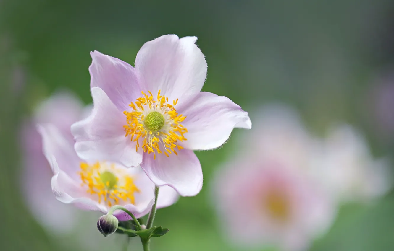 Photo wallpaper flowers, nature, petals