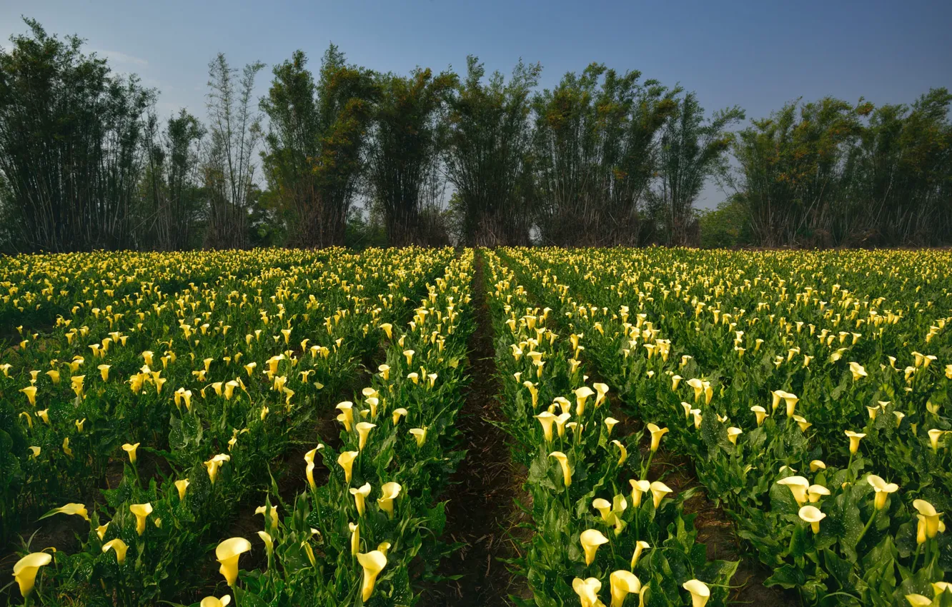 Photo wallpaper flowers, plantation, Calla lilies