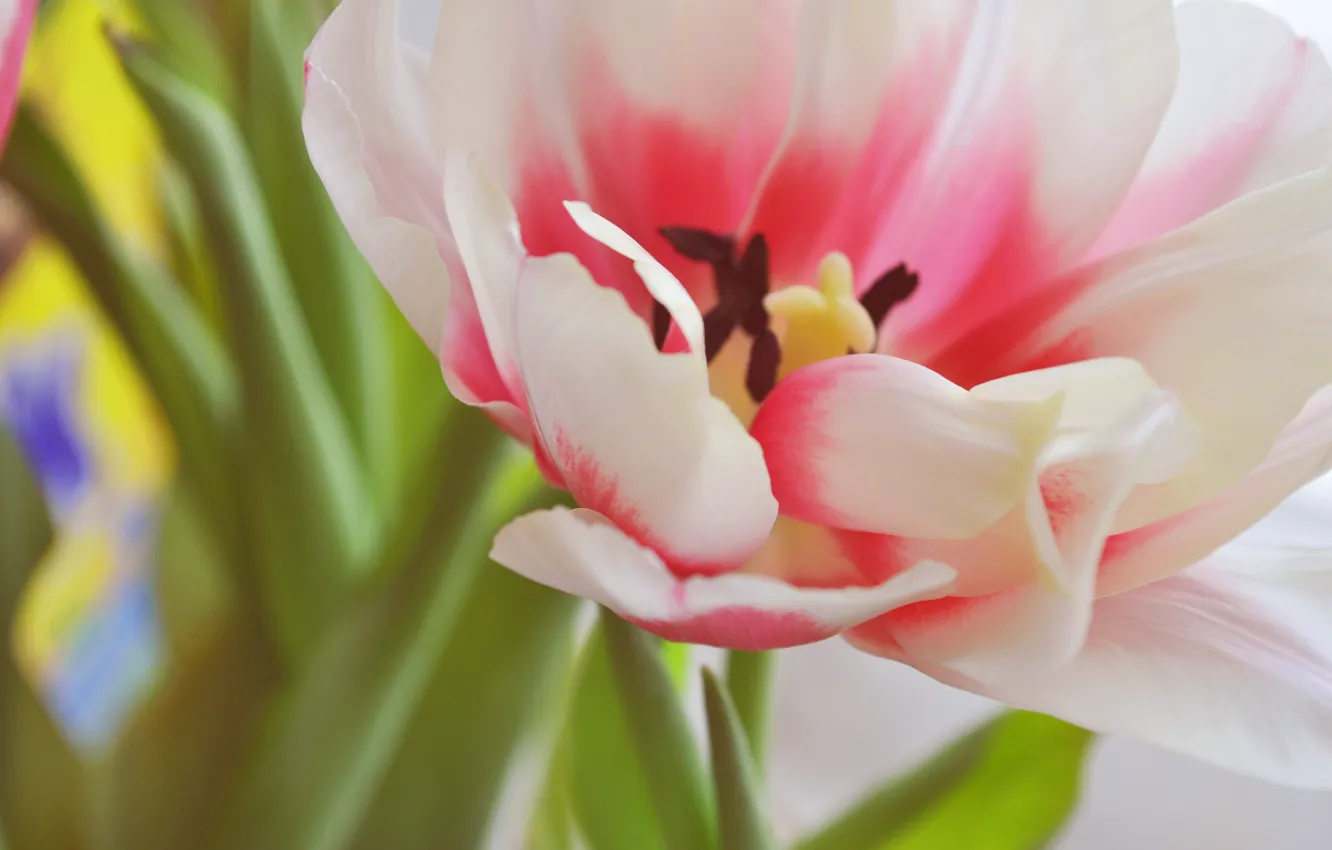 Photo wallpaper flowers, spring, tulips