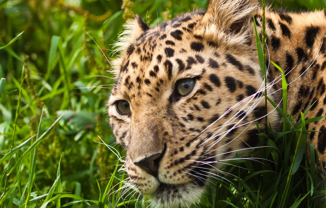 Photo wallpaper cat, grass, look, face, leopard, the Amur leopard