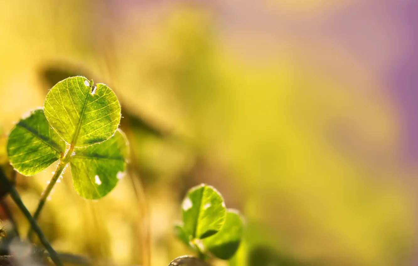 Photo wallpaper leaves, rays, light, plant, color, Sunny, brightness