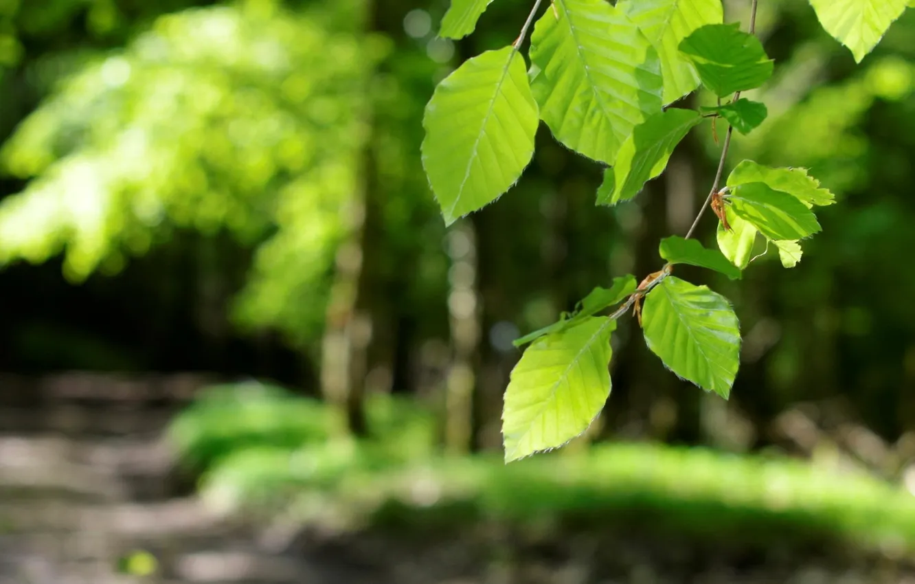Photo wallpaper leaves, macro, nature