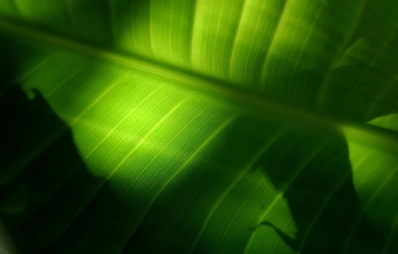 Photo wallpaper leaves, macro, photo, leaf