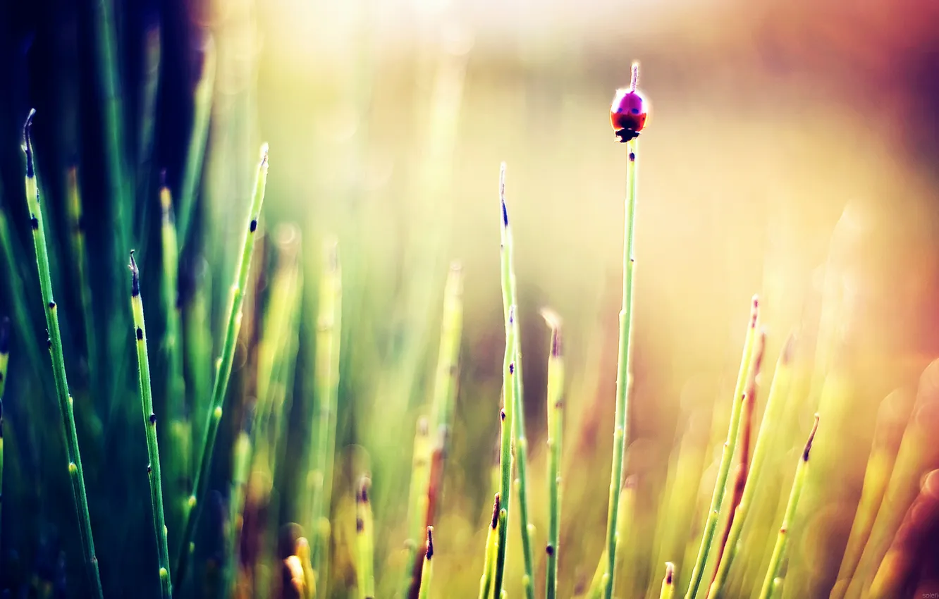 Photo wallpaper grass, the sun, macro, rays, nature, photo, background, Wallpaper
