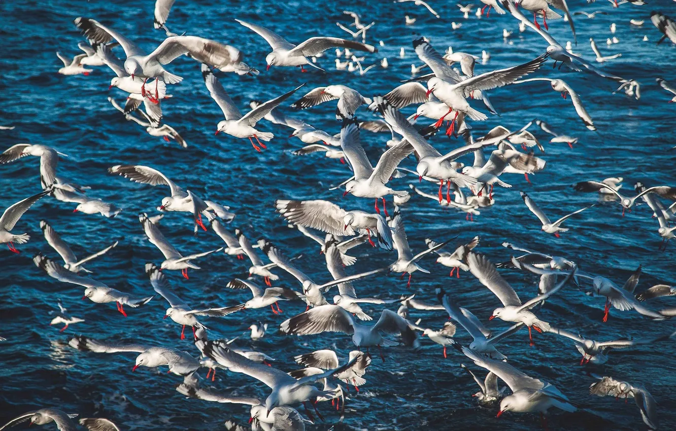 Photo wallpaper sea, nature, bird, seagulls