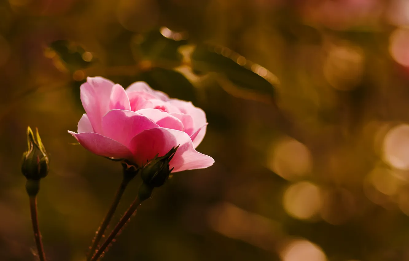 Photo wallpaper flower, macro, rose, buds