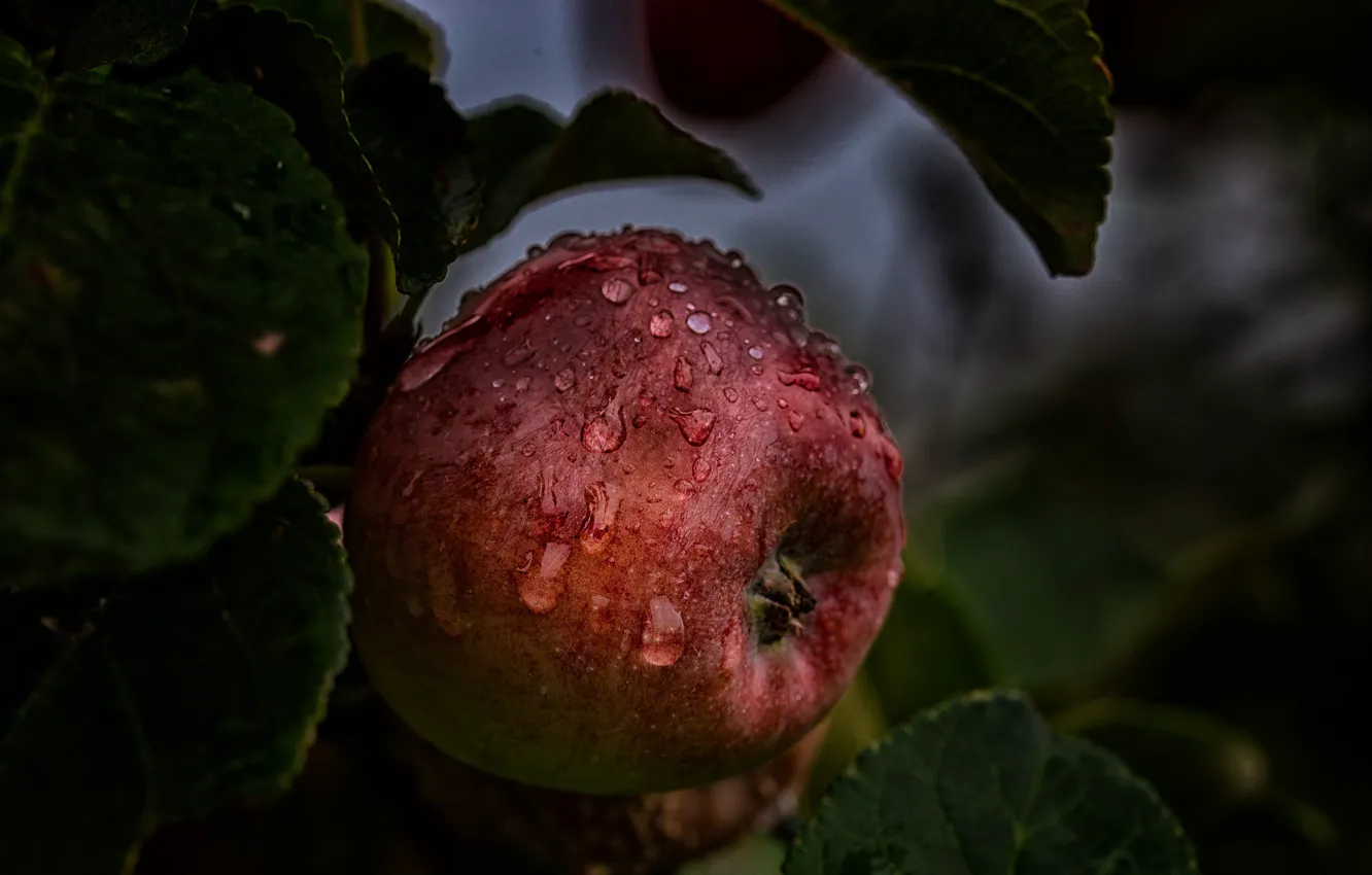 Photo wallpaper leaves, drops, Rosa, apples, food, fruit