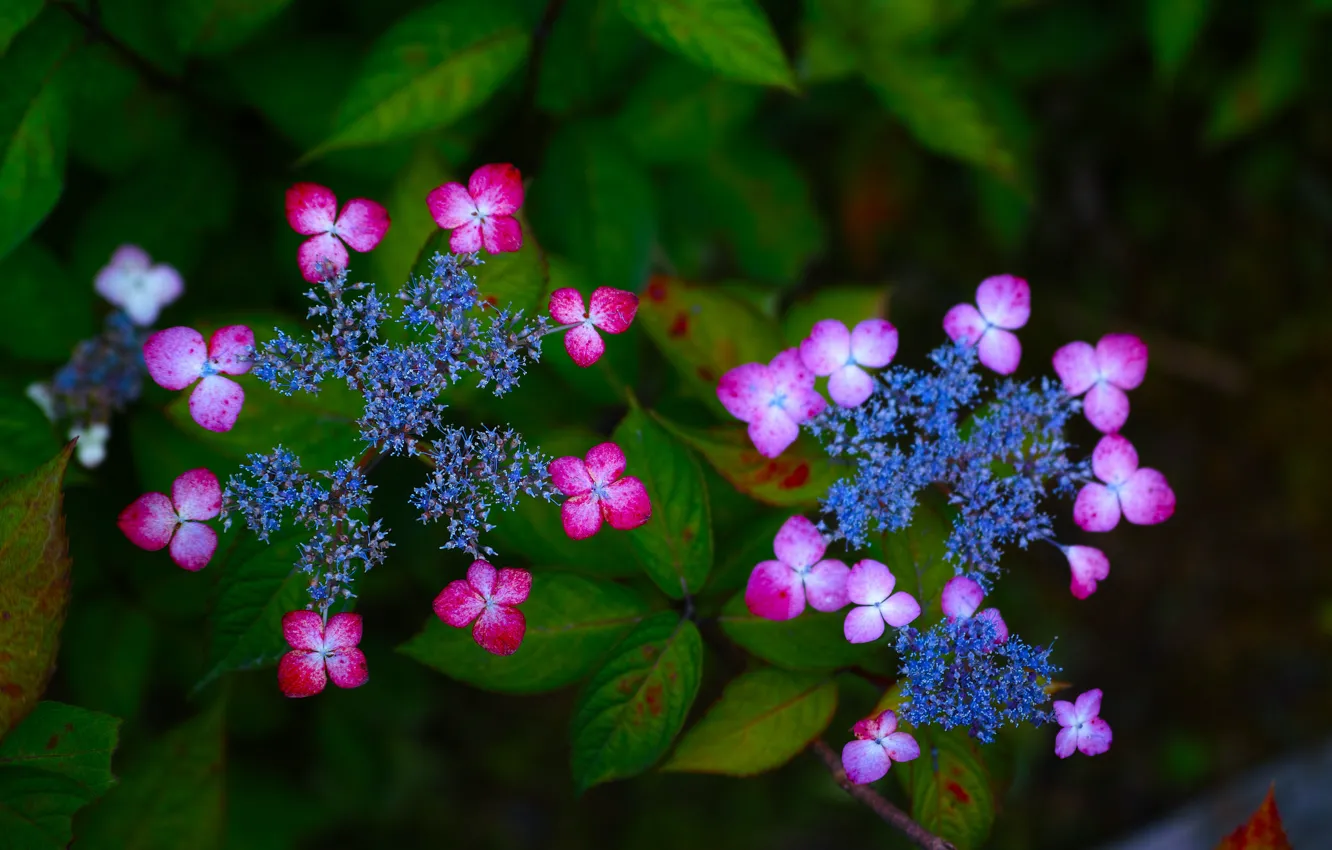 Photo wallpaper macro, flowers, inflorescence, hydrangea