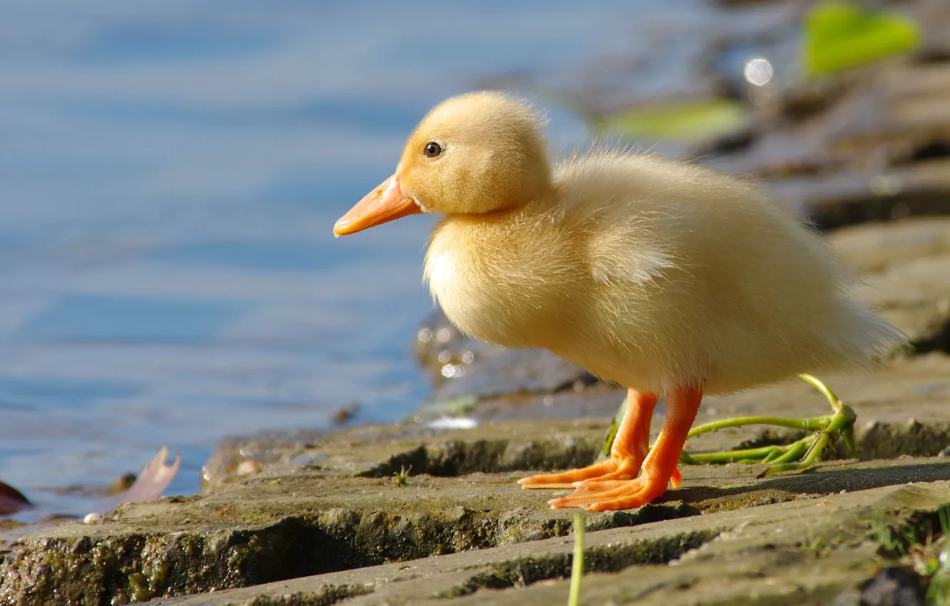 Photo wallpaper yellow, bird, shore, baby, duck, chick, pond, goose