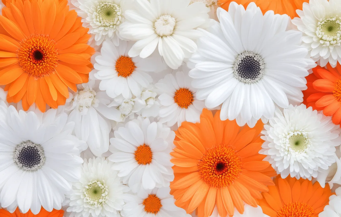 Photo wallpaper flowers, orange, texture, petals, white, gerbera, different, hrizantemy