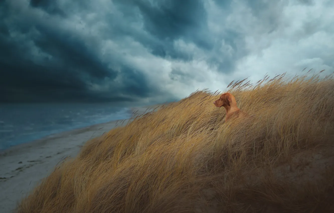 Photo wallpaper storm, beach, sea, coast, dog, clouds, surf, dunes