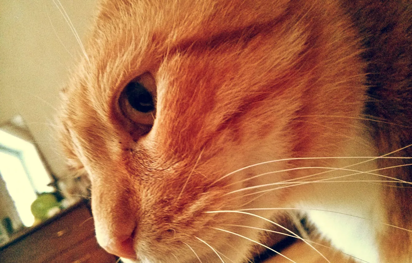 Photo wallpaper cat, cat, kitty, cat, Kote