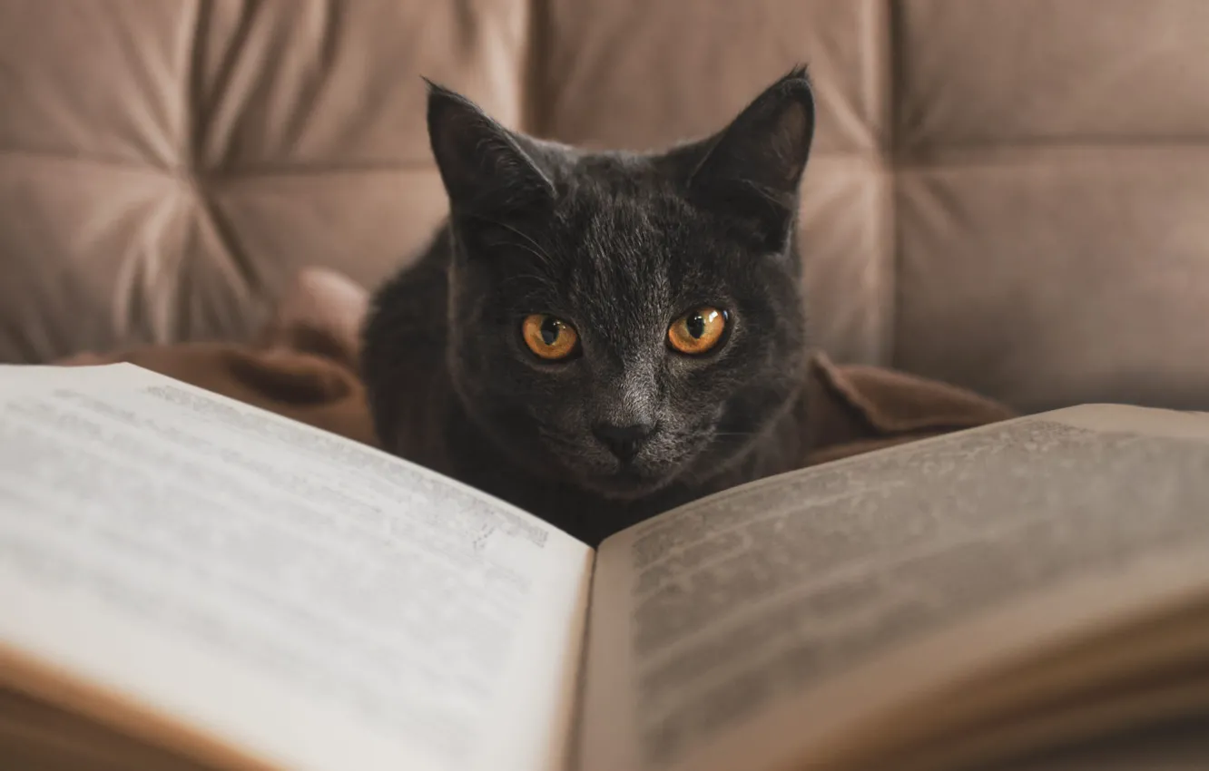 Photo wallpaper cat, cat, look, grey, book, face, British