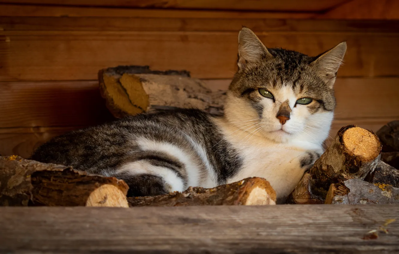 Photo wallpaper cat, cat, look, face, background, wood, lies, Kote