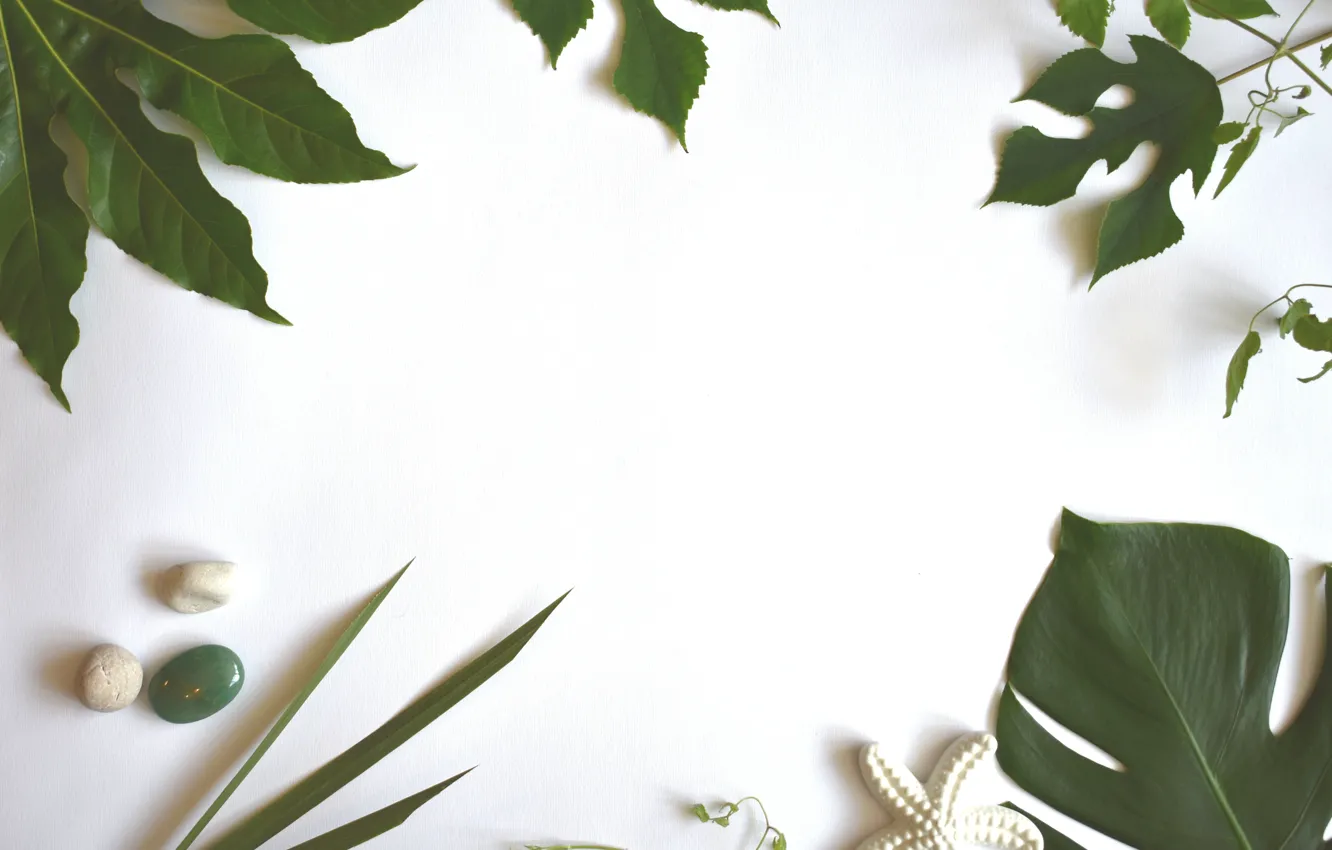 Photo wallpaper leaves, design, green, plants, tropical