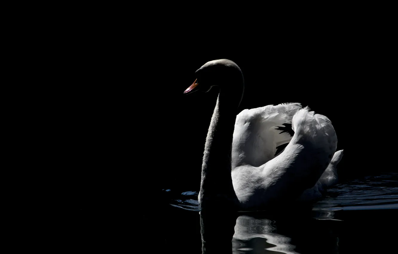 Photo wallpaper dark, swan, photo, beautiful, lake, peaceful, MMaglica photo, MMaglica