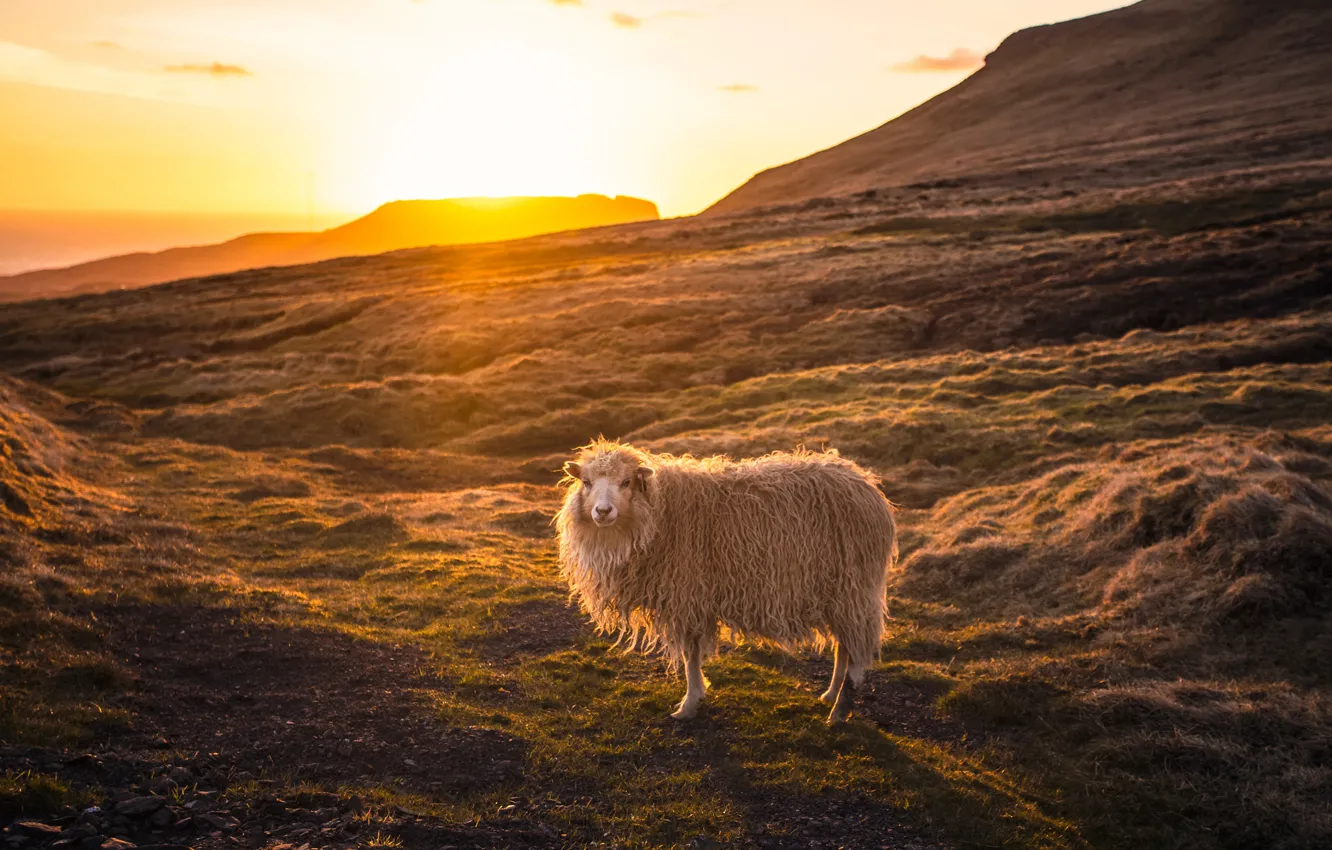 Photo wallpaper light, sunset, sheep