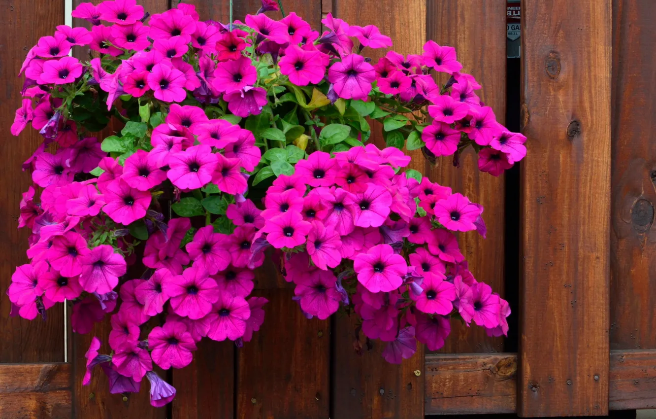 Photo wallpaper flowers, raspberry, Petunia