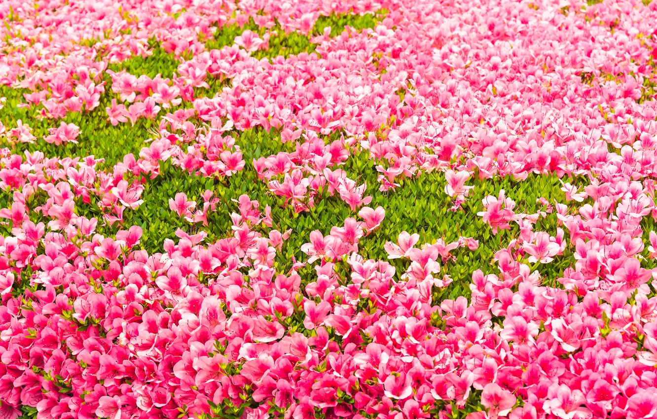 Photo wallpaper grass, flowers, background, pink, grass, buds, lawn, pink