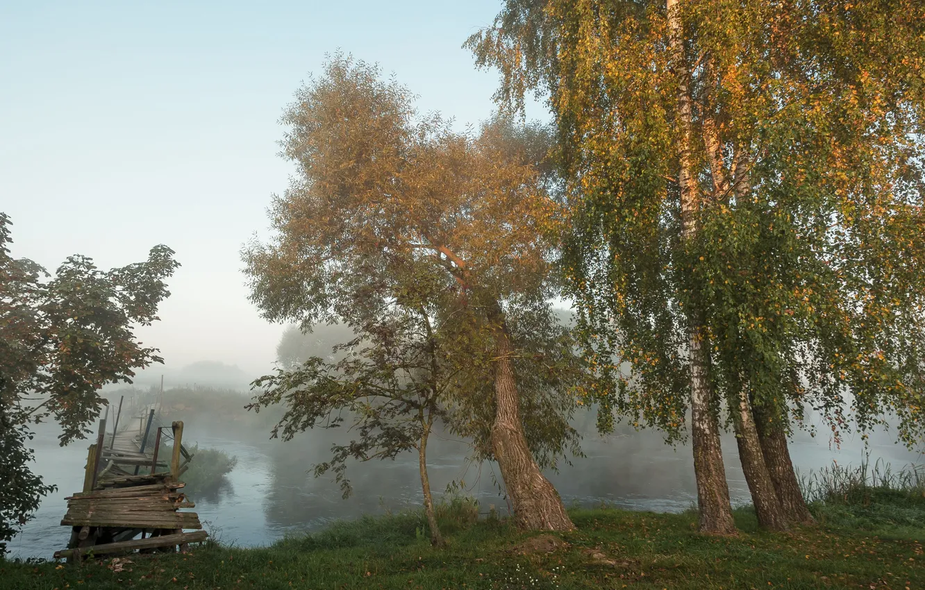 Photo wallpaper forest, light, trees, branches, nature, fog, dawn, shore