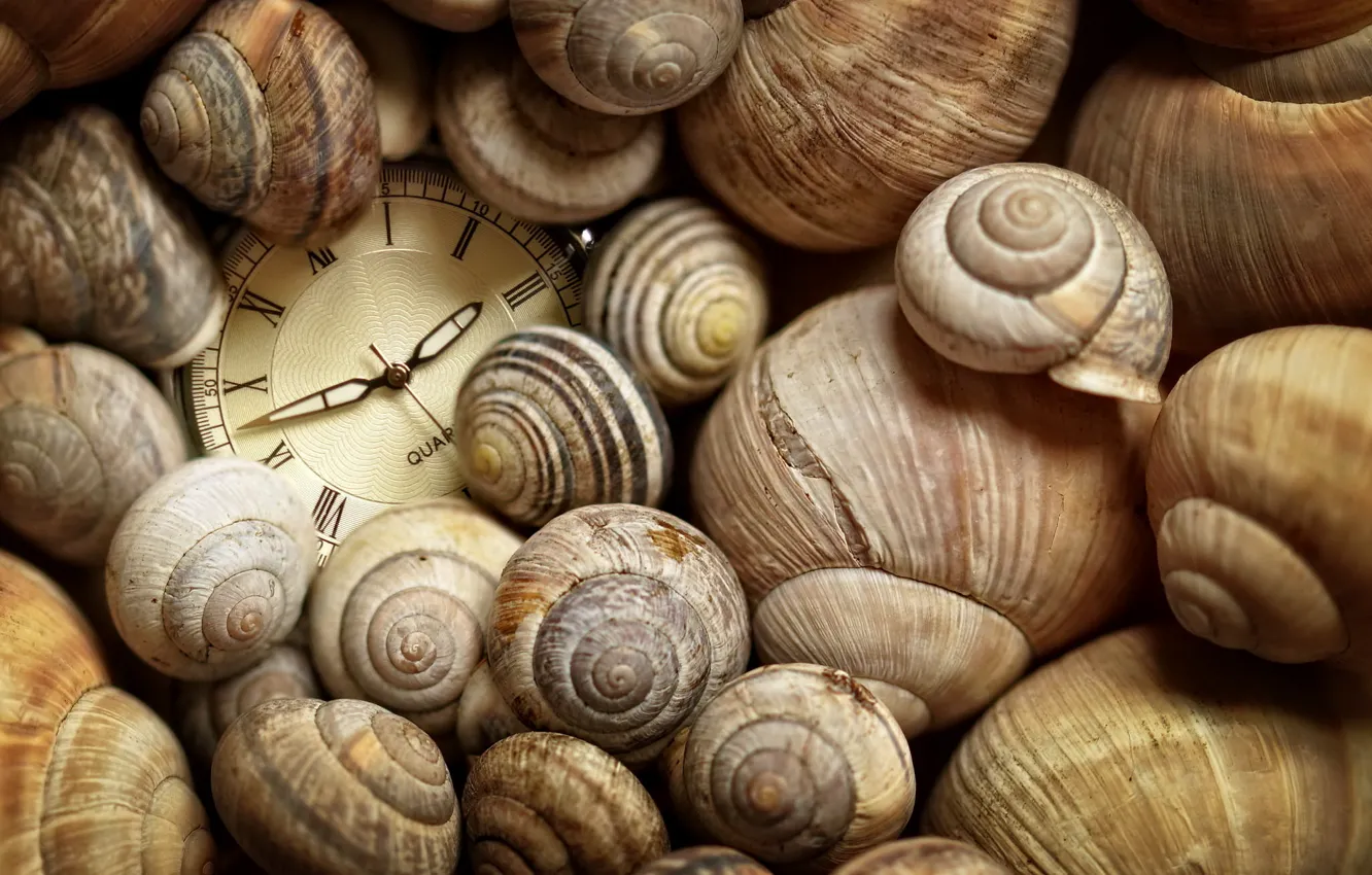 Photo wallpaper time, watch, shell