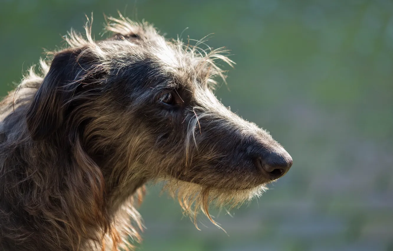 Photo wallpaper look, dog, sighthound