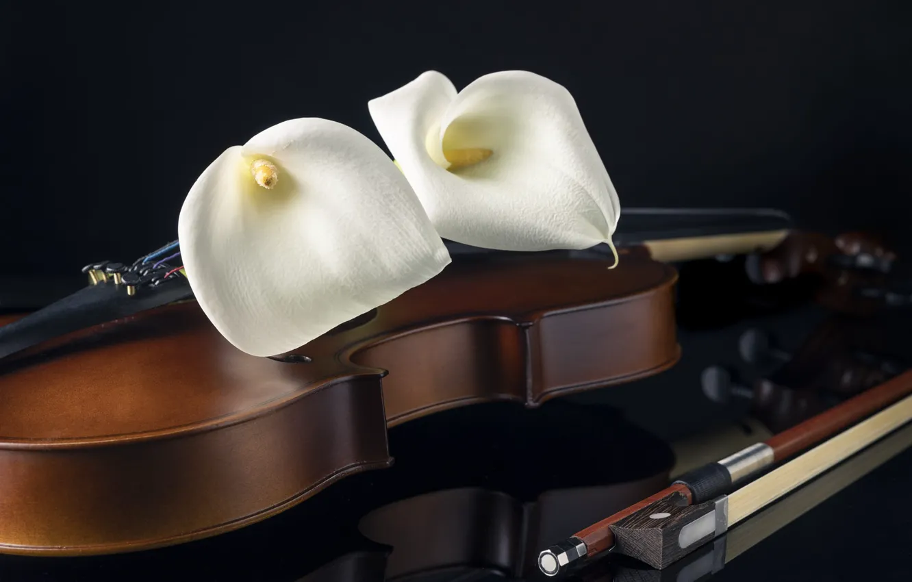 Photo wallpaper flowers, reflection, music, table, violin, black background, still life, bow