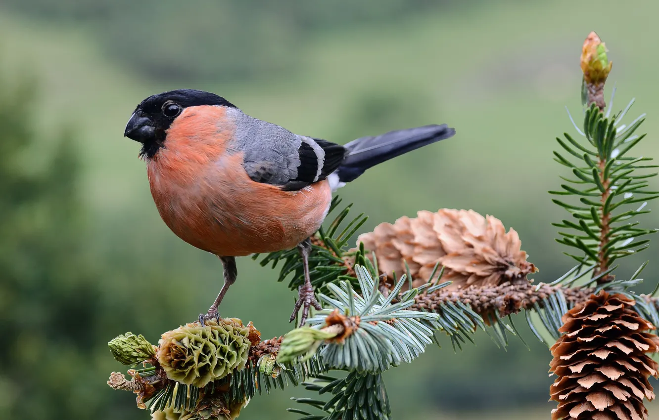 Photo wallpaper branches, bird, needles, bullfinch