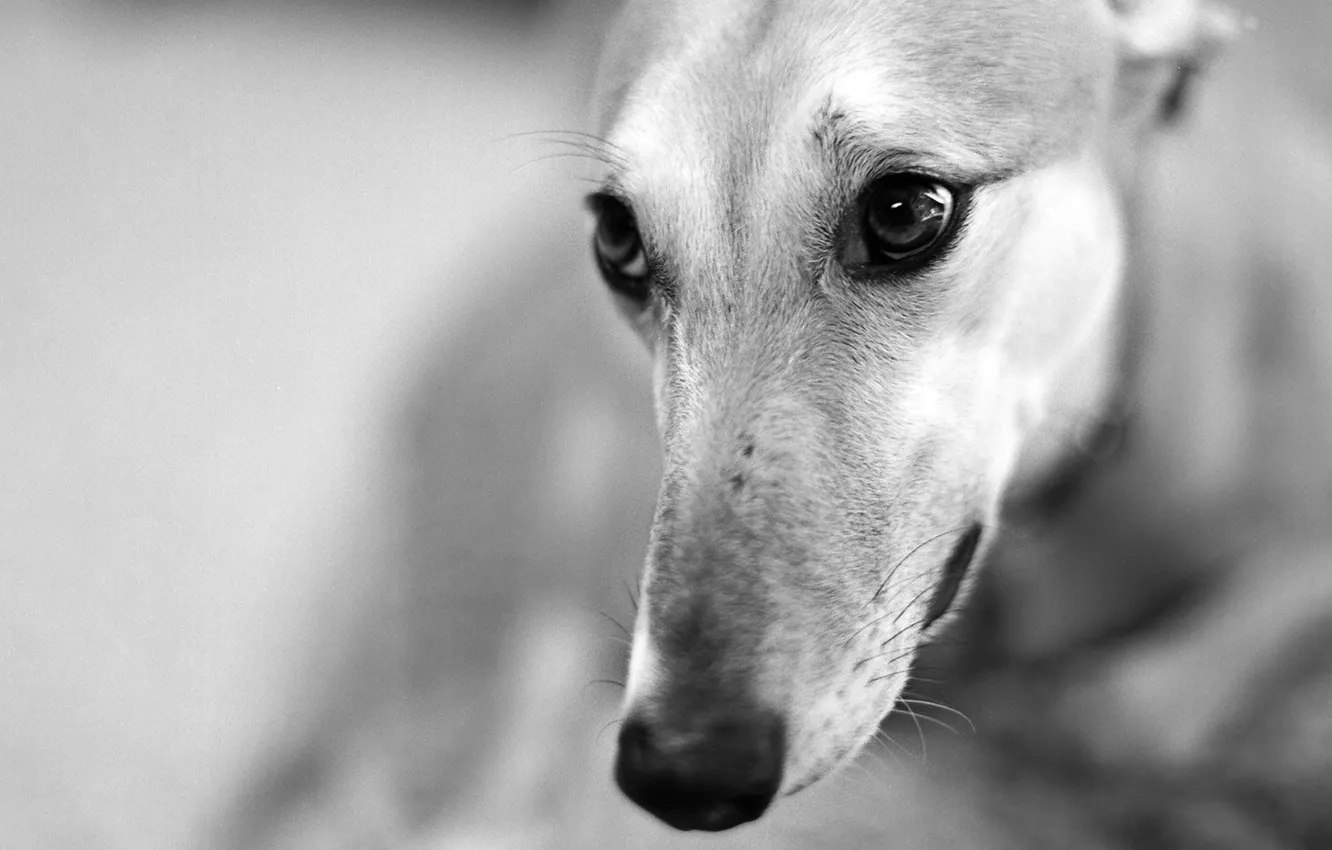 Photo wallpaper look, face, dog