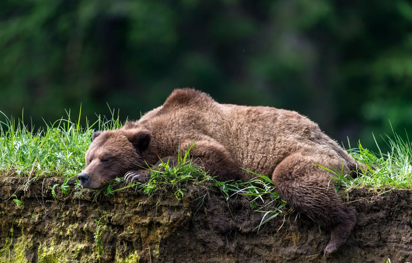 Photo wallpaper open, stay, sleep, bear, sleeping bear, The Bruins