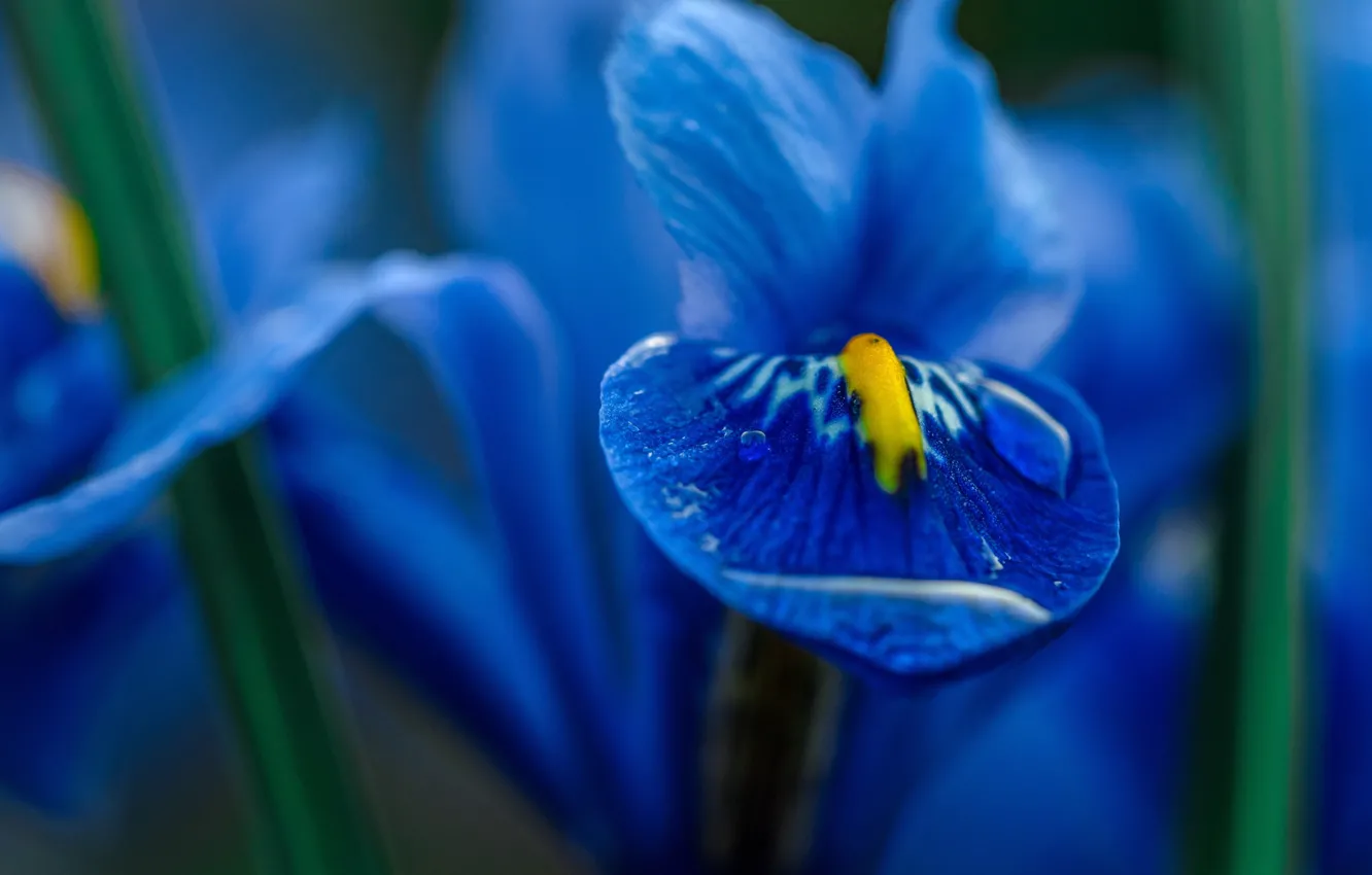 Photo wallpaper drops, flowers, Rosa, petals, iris