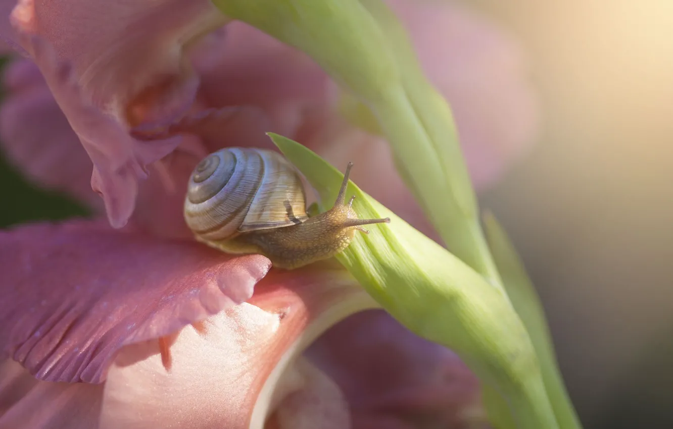 Photo wallpaper macro, flowers, snail, gladiolus